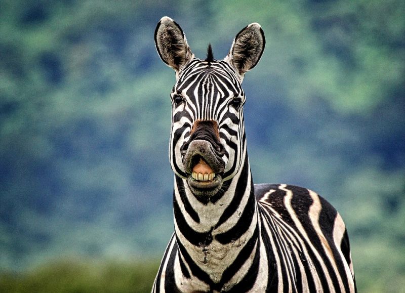 Zebra